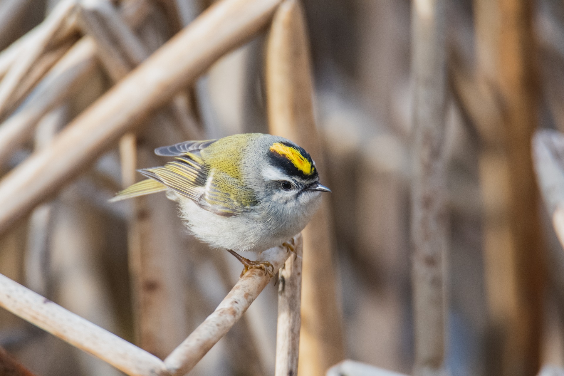 キクイタダキ Hakone Japan Visit To Experience The Beauty Of Japan