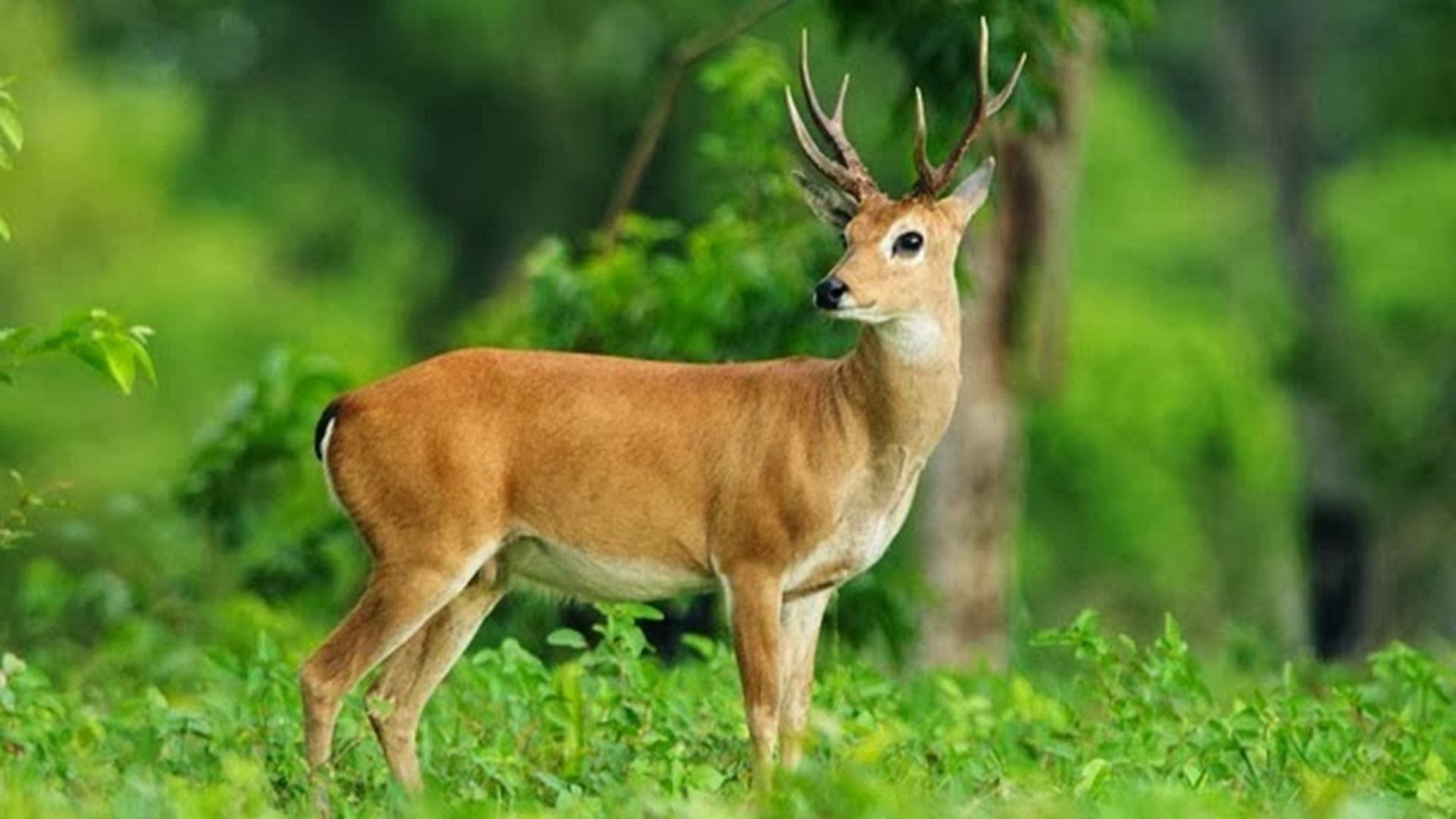 33-338403_deer-photos-free-download-national-animal-of-antigua | HAKONE  JAPAN | Visit to Experience the Beauty of Japan
