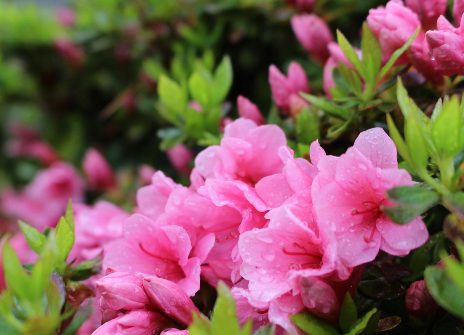 Japanese azalea