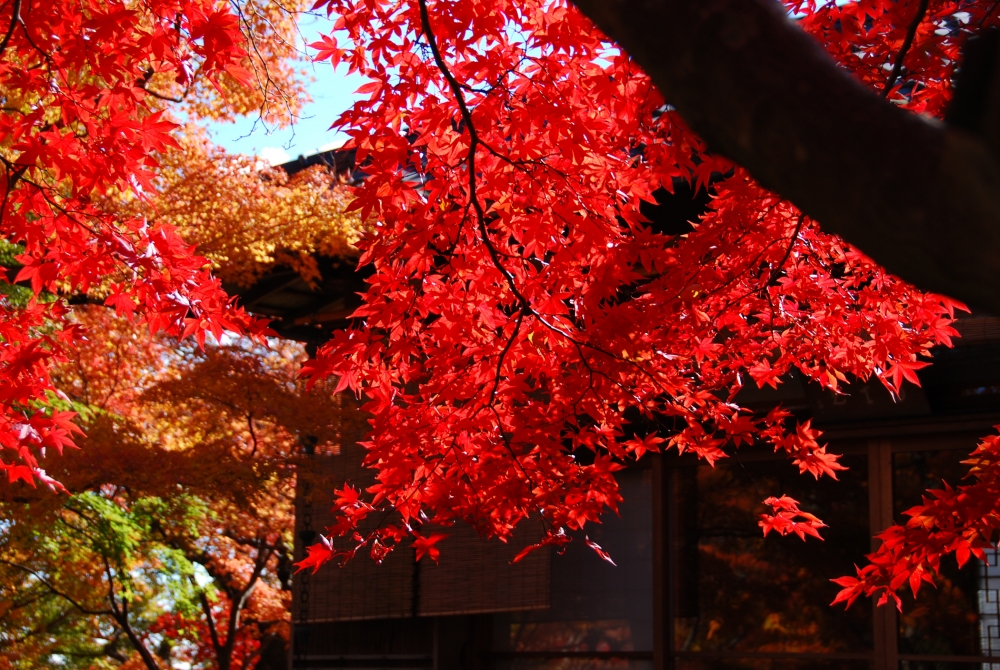 autun leaves